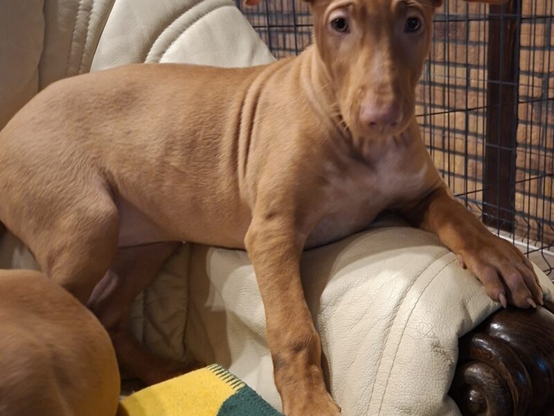 Pies Faraona z hodowli Maltańska Magia (FCI)