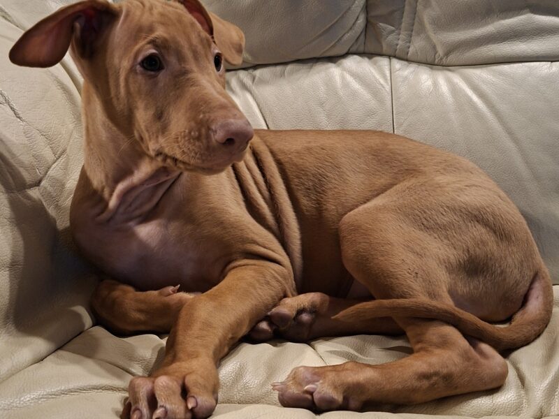 Pies Faraona z hodowli Maltańska Magia (FCI)