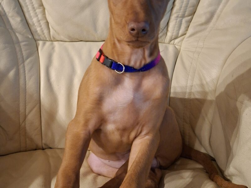 Pies Faraona z hodowli Maltańska Magia (FCI)