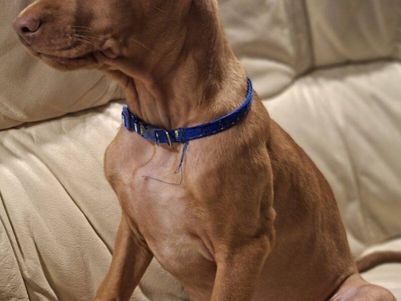 Pies Faraona z hodowli Maltańska Magia (FCI)