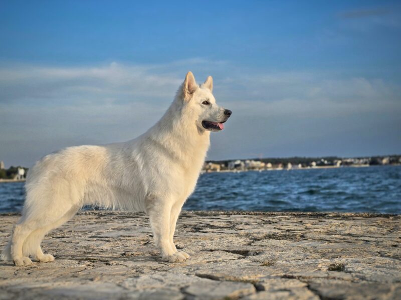 Biały Owczarek Szwajcarski –linie Premium, TOP pochodzenie-rodowód FCI