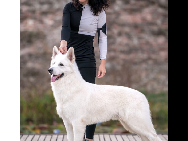 Biały Owczarek Szwajcarski –linie Premium, TOP pochodzenie-rodowód FCI