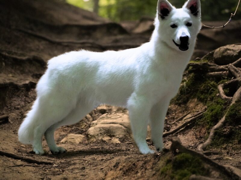 Biały Owczarek Szwajcarski –linie Premium, TOP pochodzenie-rodowód FCI