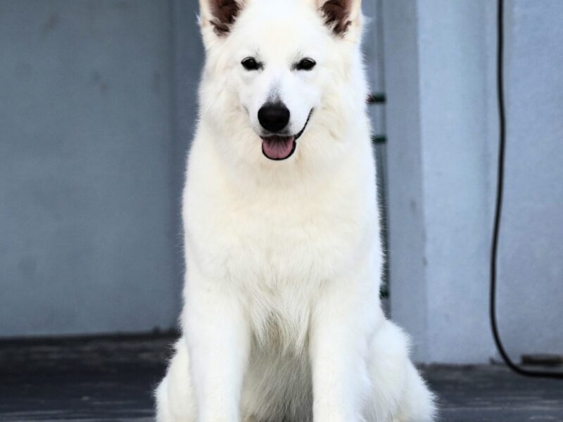 Biały Owczarek Szwajcarski –linie Premium, TOP pochodzenie-rodowód FCI