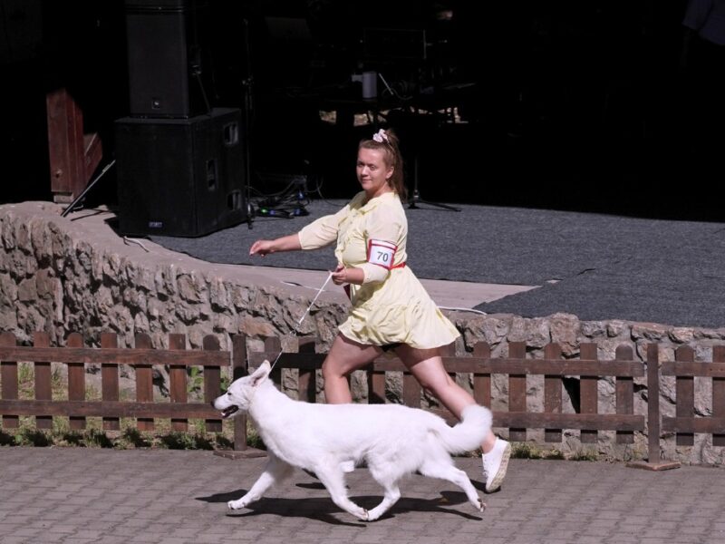 Biały Owczarek Szwajcarski –linie Premium, TOP pochodzenie-rodowód FCI