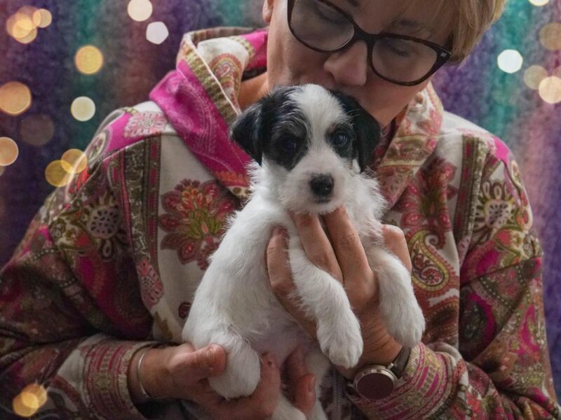 Parson Russell Terrier z Gorajskiego Grodu- suczki