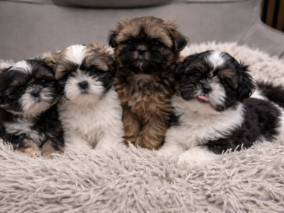 Shih tzu 2 chłopców 5 dziewczynek