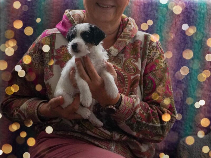 Parson Russell Terrier z Gorajskiego Grodu- suczki