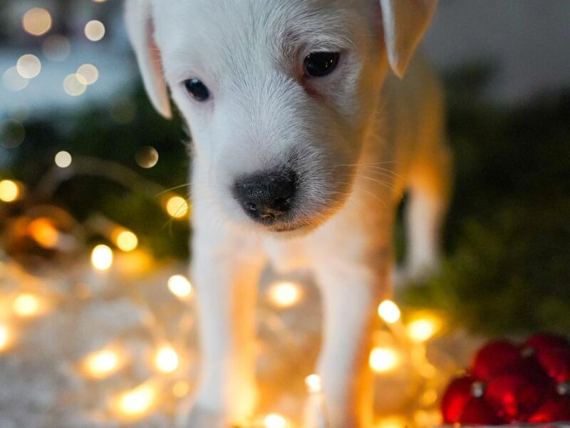 Parson Russell Terrier z Gorajskiego Grodu- suczki