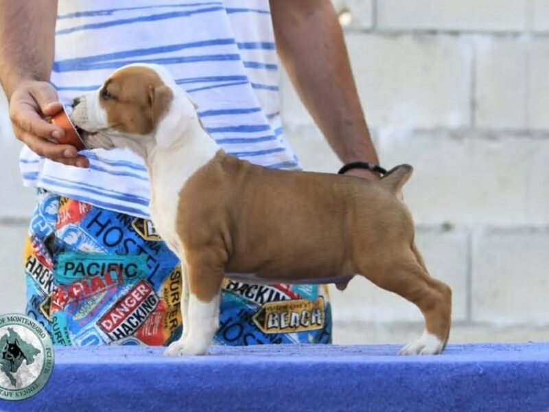 Amerykański staffordshire terrier – piękne szczenięta