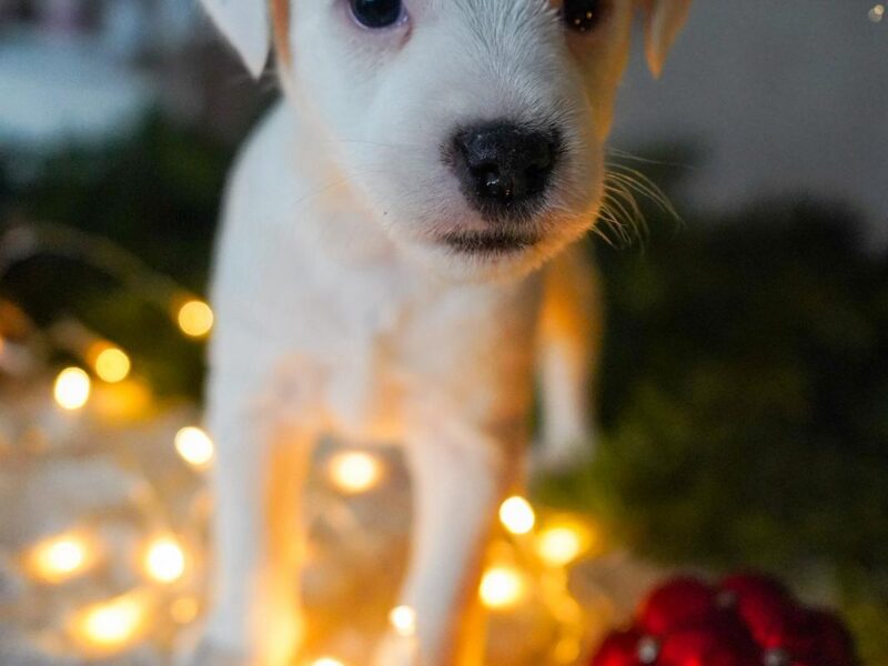 Parson Russell Terrier z Gorajskiego Grodu- suczki