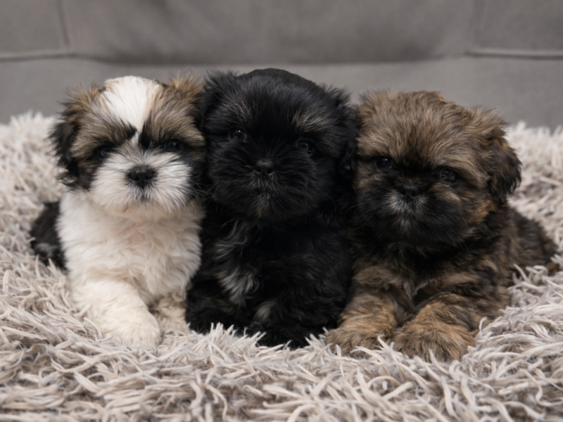 Shih tzu 2 chłopców 5 dziewczynek