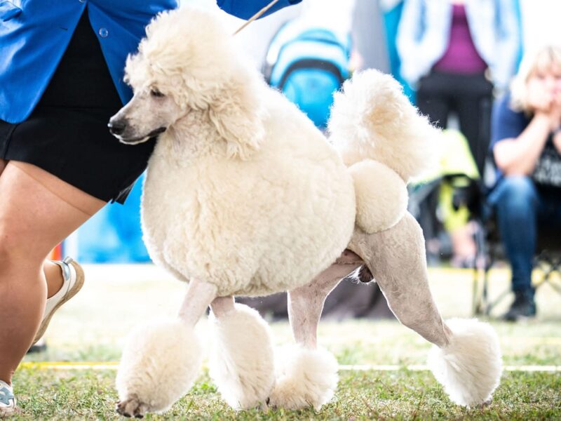 Pudel królewski szczenięta