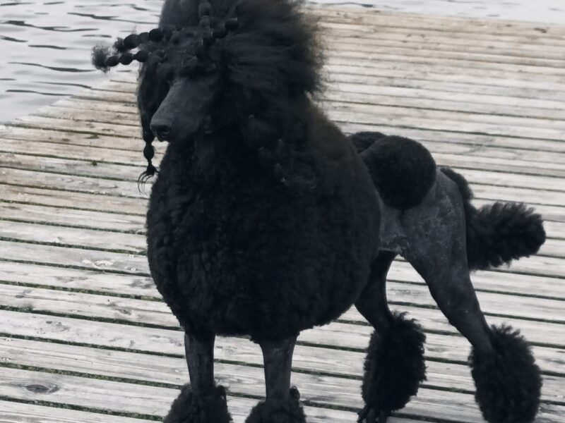 Pudel królewski szczenięta