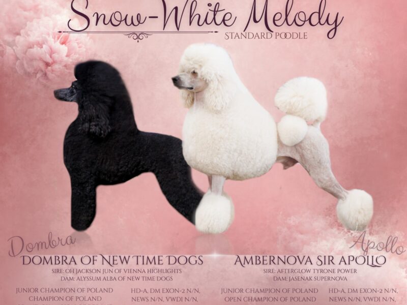 Pudel królewski szczenięta