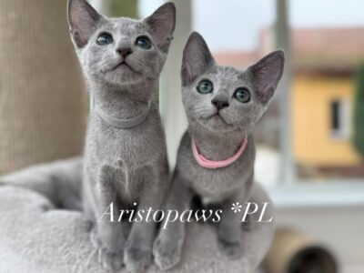 Kocięta gotowe do zmiany domu (FPL Felis Polonia - Klub Kingdom of Cats)