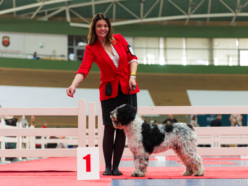 Szczenięta rasy Hiszpański Pies Dowodny