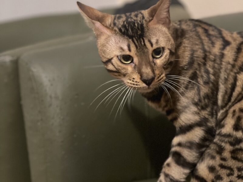 Reproduktor Bengalski