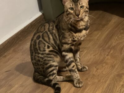 Reproduktor Bengalski