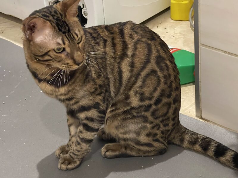 Reproduktor Bengalski