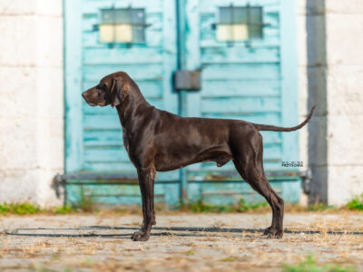 Karat z Cudownego Lasu