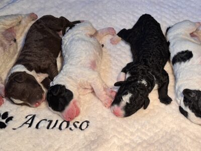 Szczenięta rasy Hiszpański Pies Dowodny