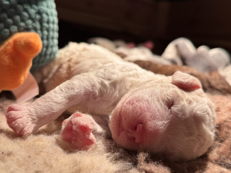 Szczenięta rasy Hiszpański Pies Dowodny