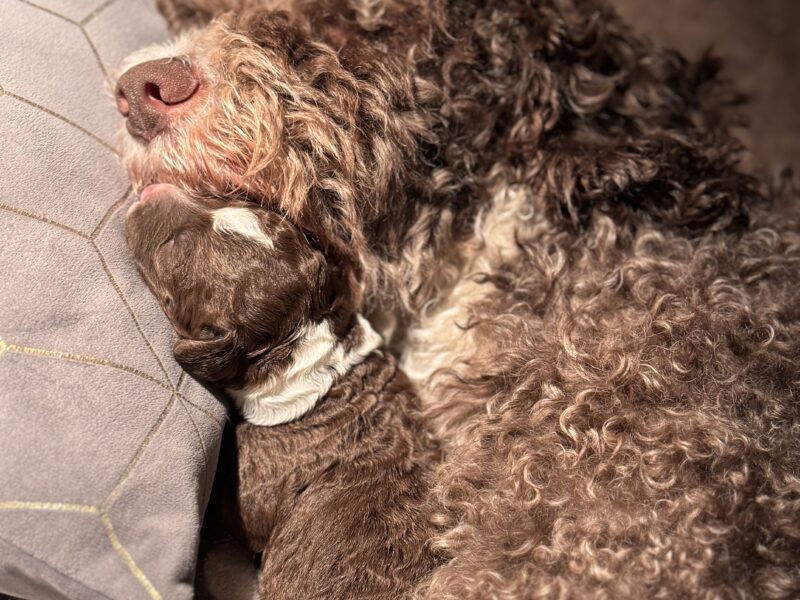 Szczenięta rasy Hiszpański Pies Dowodny