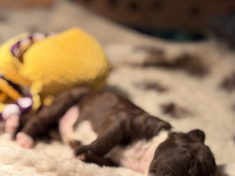 Szczenięta rasy Hiszpański Pies Dowodny