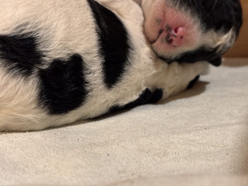 Szczenięta rasy Hiszpański Pies Dowodny