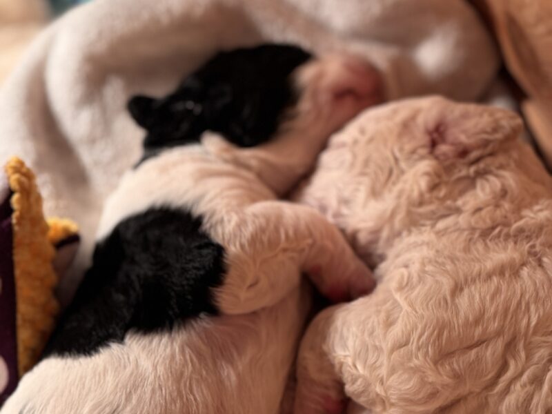 Szczenięta rasy Hiszpański Pies Dowodny