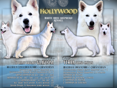 Biały Owczarek Szwajcarski –linie Premium, TOP pochodzenie-rodowód FCI