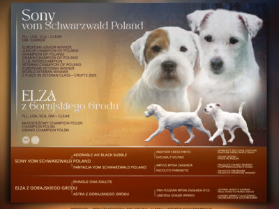 Parson Russell Terrier z Gorajskiego Grodu- suczki