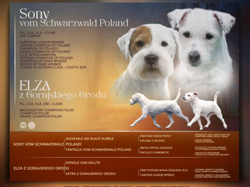 Parson Russell Terrier z Gorajskiego Grodu- suczki