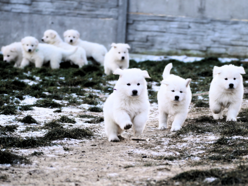 Biały Owczarek Szwajcarski –linie Premium, TOP pochodzenie-rodowód FCI