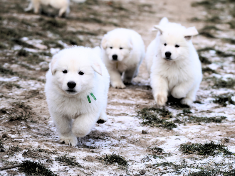 Biały Owczarek Szwajcarski –linie Premium, TOP pochodzenie-rodowód FCI