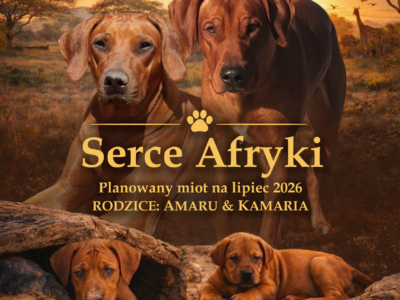 „Serce Afryki” - Rhodesian Ridgeback ZKwP/FCI - miot - lipiec 2026