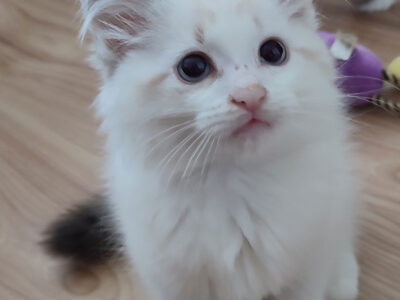 ZEFIR Dumka PL cudowny kocurek neva masquerade z rodowodem FIFE