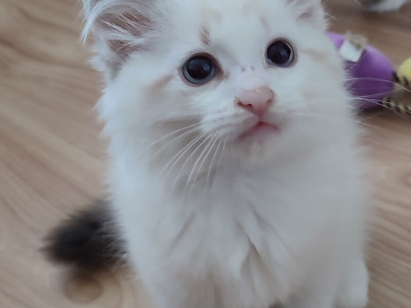 ZEFIR Dumka PL cudowny kocurek neva masquerade z rodowodem FIFE