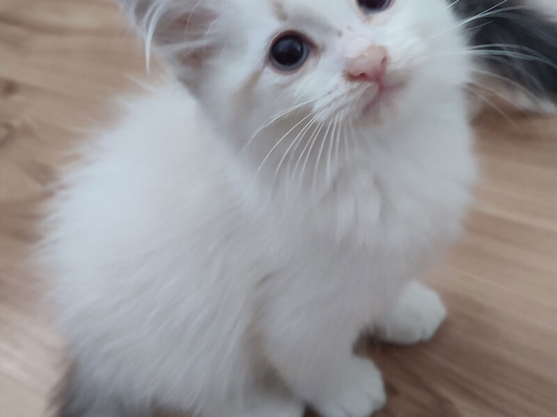 ZEFIR Dumka PL cudowny kocurek neva masquerade z rodowodem FIFE