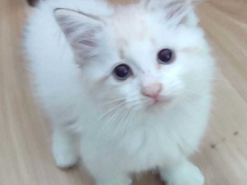 ZEFIR Dumka PL cudowny kocurek neva masquerade z rodowodem FIFE