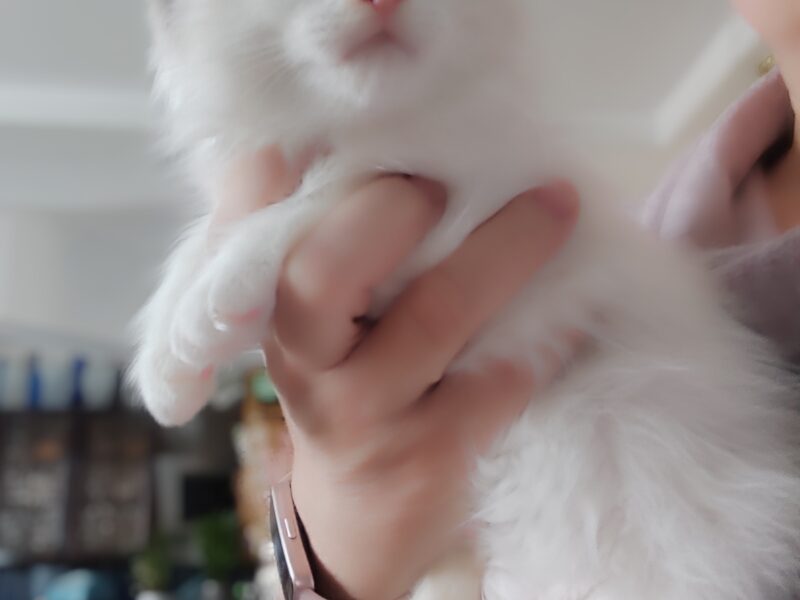 ZEFIR Dumka PL cudowny kocurek neva masquerade z rodowodem FIFE