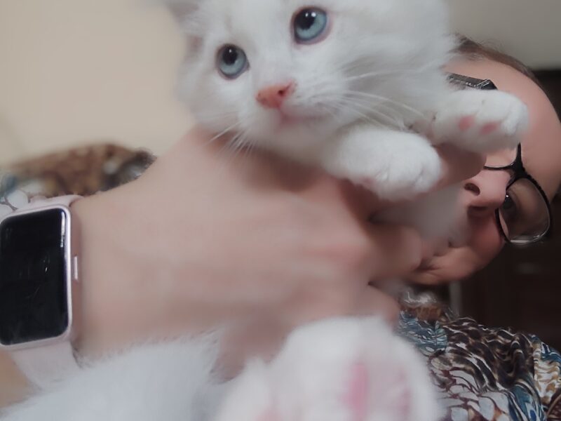 ZURI Dumka PL cudowne kocięta neva masquerade