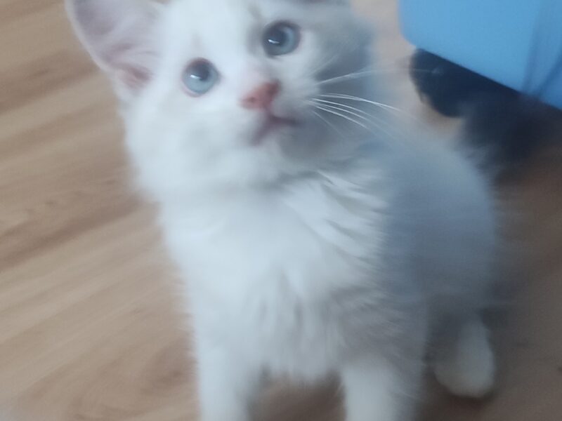 ZURI Dumka PL cudowne kocięta neva masquerade