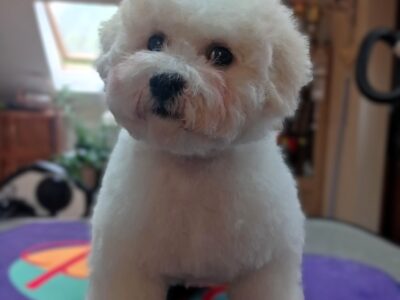 Bichon frise - gotowy do nowego domku.