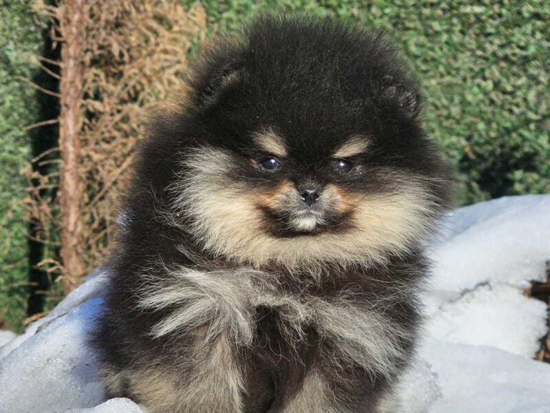 Pomeranian BOO – wygląd pluszowego misia, szpic pomerański