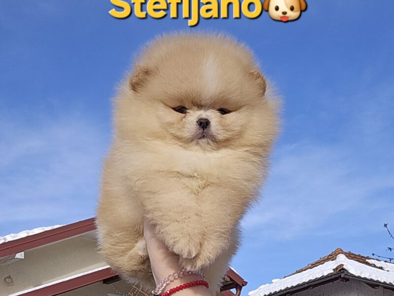 Pomeranian BOO – wygląd pluszowego misia, szpic pomerański