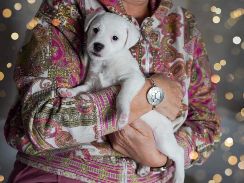 Parson Russell Terrier z Gorajskiego Grodu- suczki