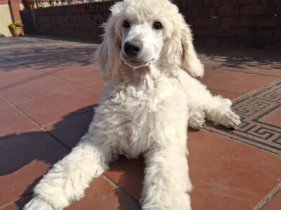 Pudel królewski samiec