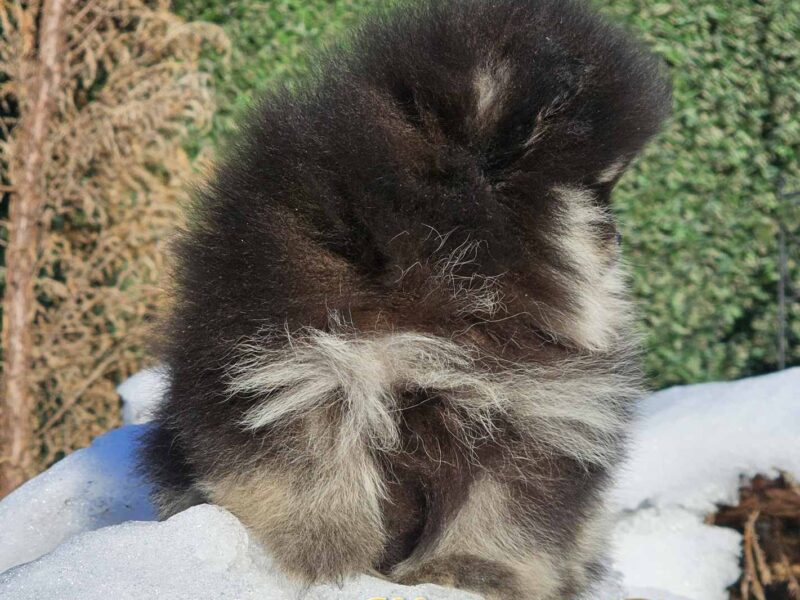 Pomeranian BOO – wygląd pluszowego misia, szpic pomerański